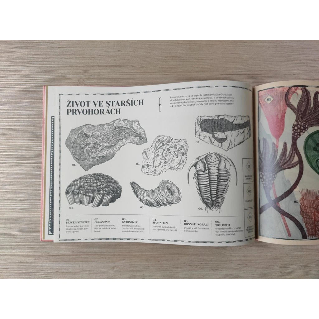 Historia Ziemi: Skamieniałości - Dinozaury - Prehistoria