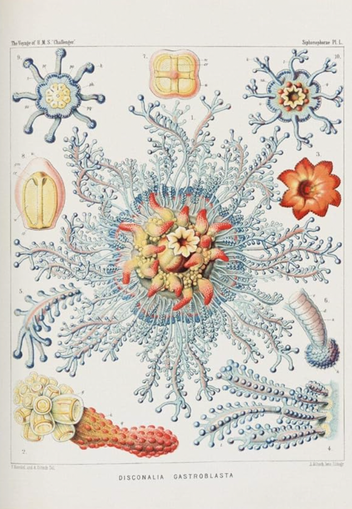 40 Haeckela