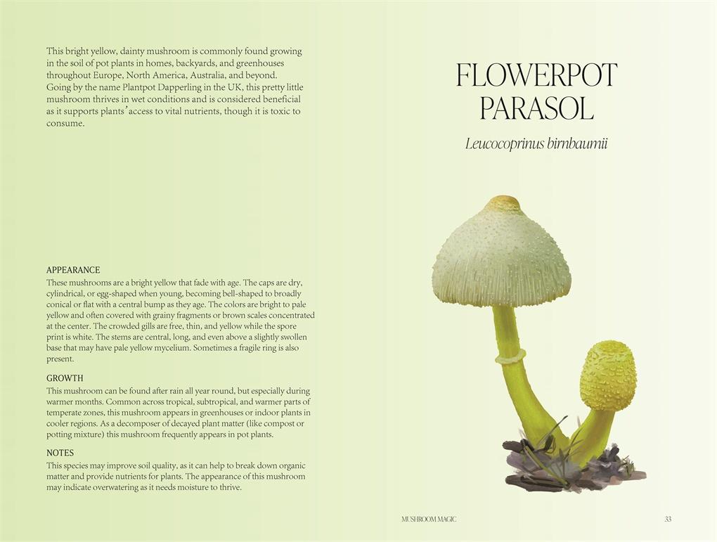 Mushroom Magic: An illustrated introduction to fascinating fungi