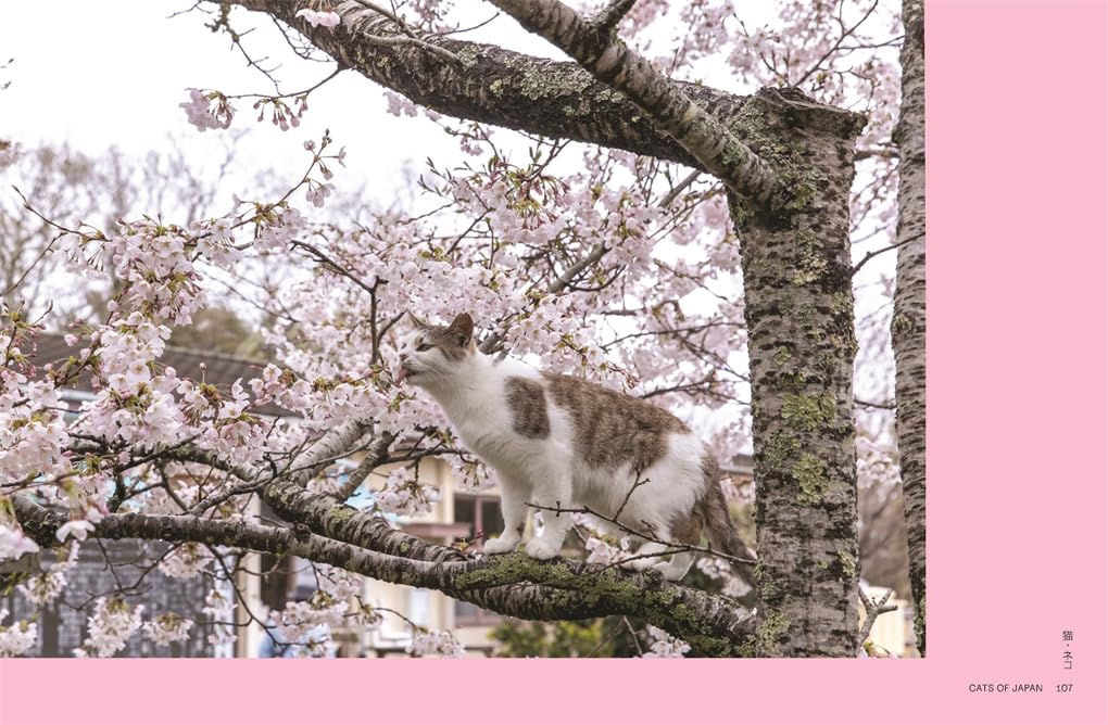 Neko - Cats of Japan