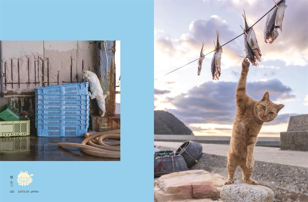 Neko - Cats of Japan