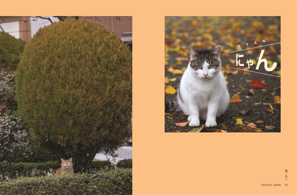 Neko - Cats of Japan