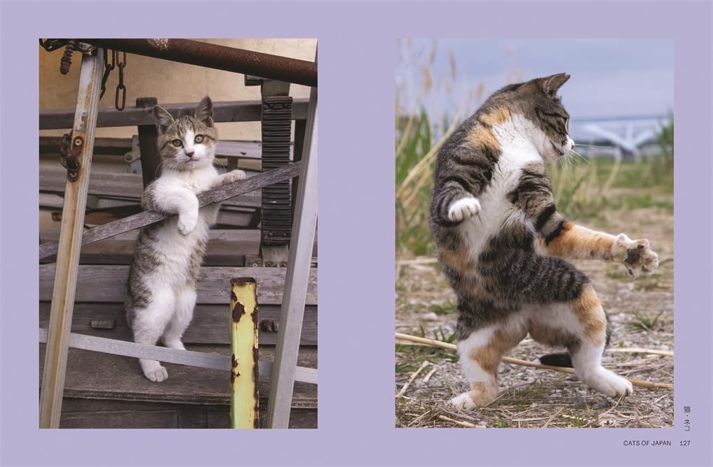 Neko - Cats of Japan