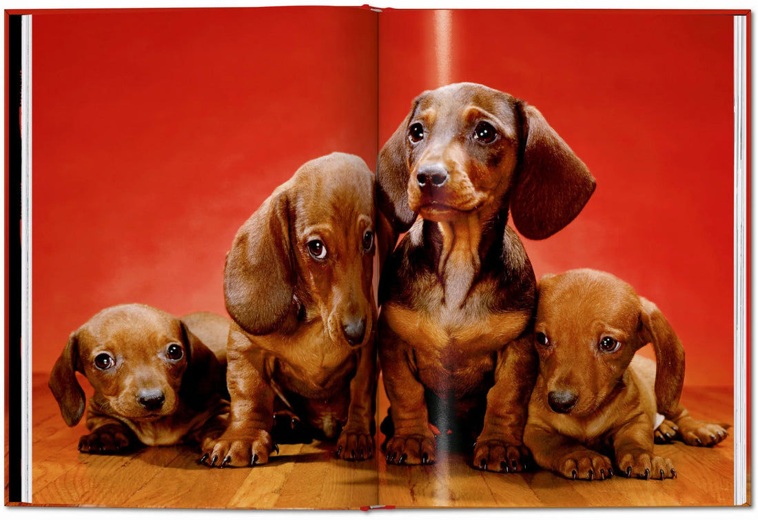 Walter Chandoha. Dogs. Photographs 1941–1991