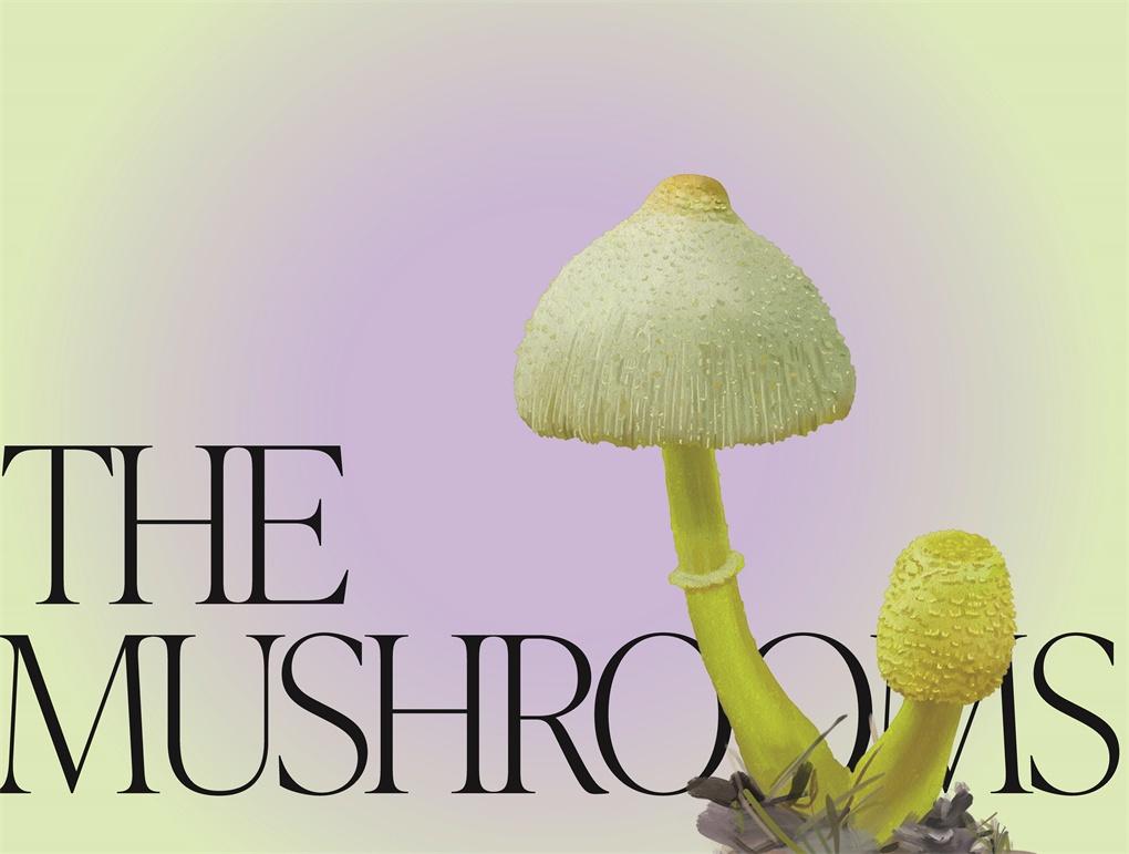 Mushroom Magic: An illustrated introduction to fascinating fungi