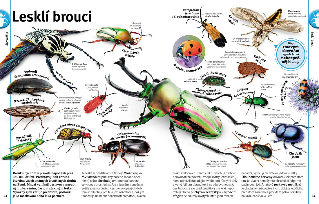 Brouci, motýli, stonožky, štíři a další