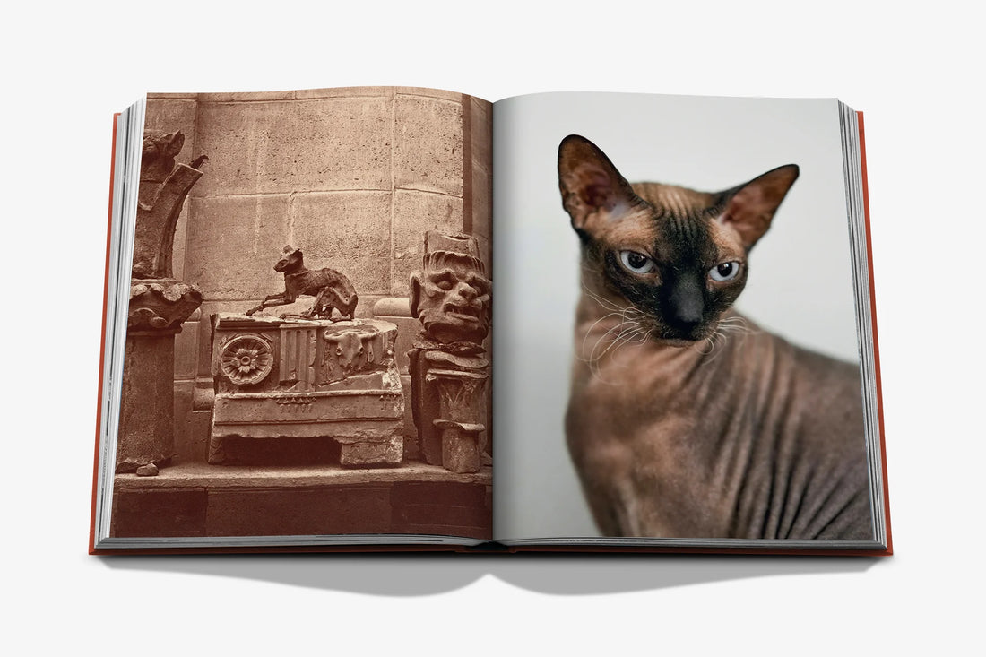 Chic Cats
