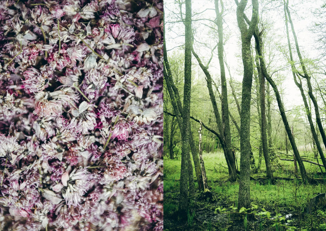 Chef’s Wild Nordic – Recipes for 72 Micro-Seasons