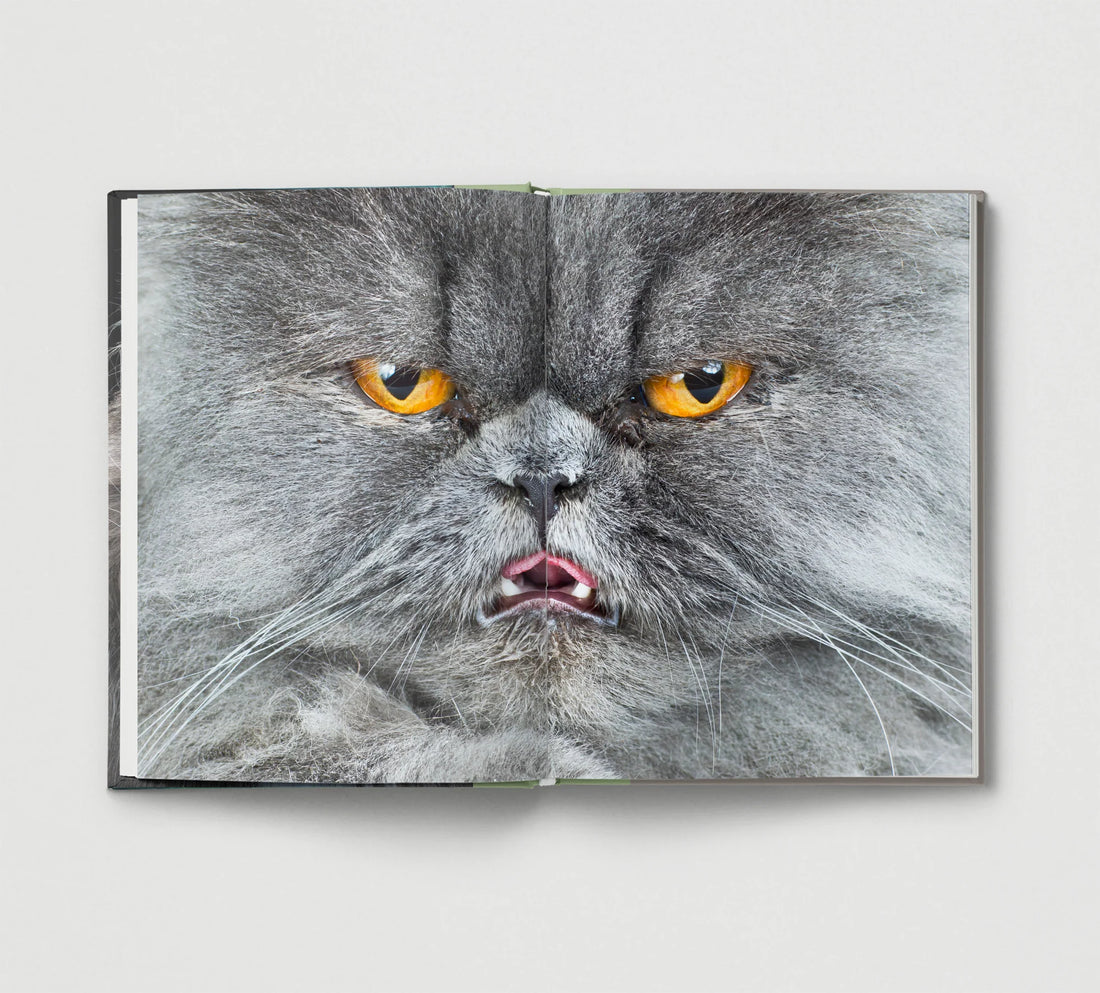 New Photography of the Cat.