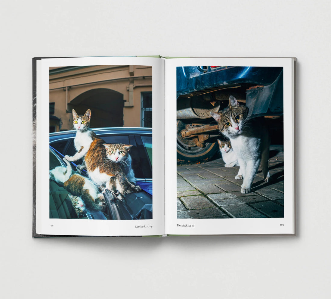 New Photography of the Cat.