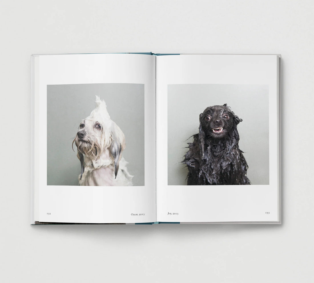 New Photography of the Dog.