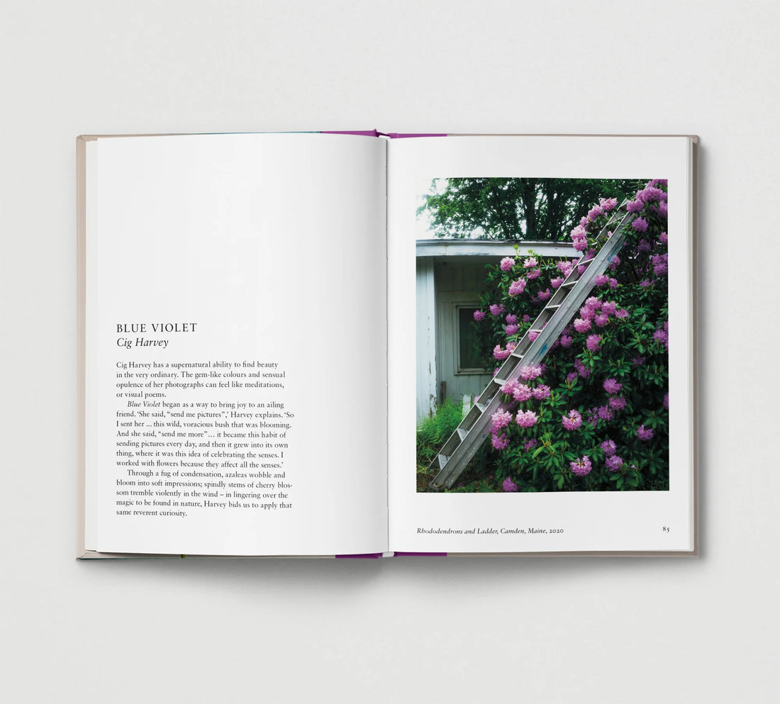 New Photography of the Flower.