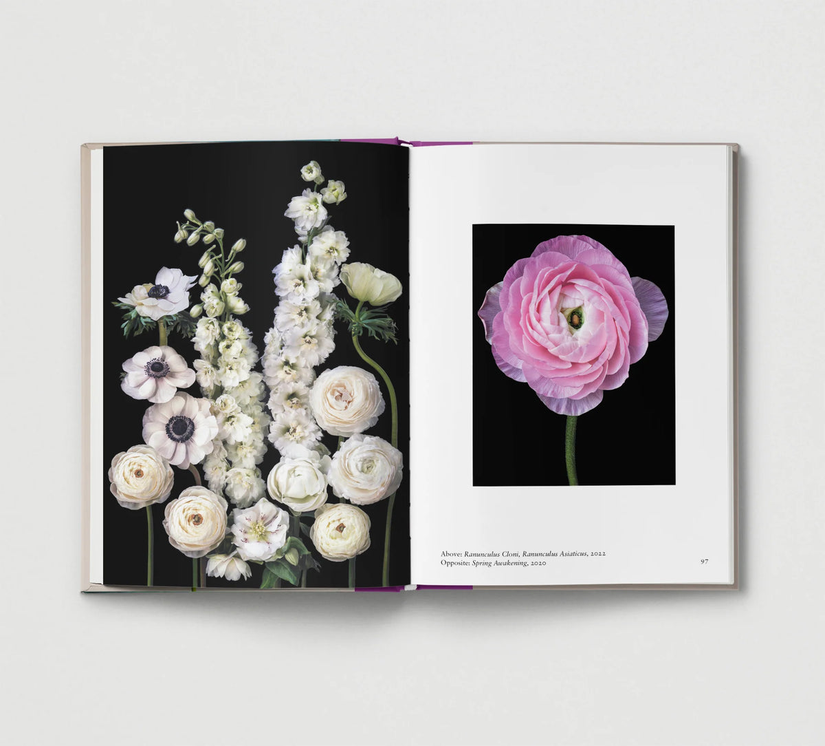 New Photography of the Flower.