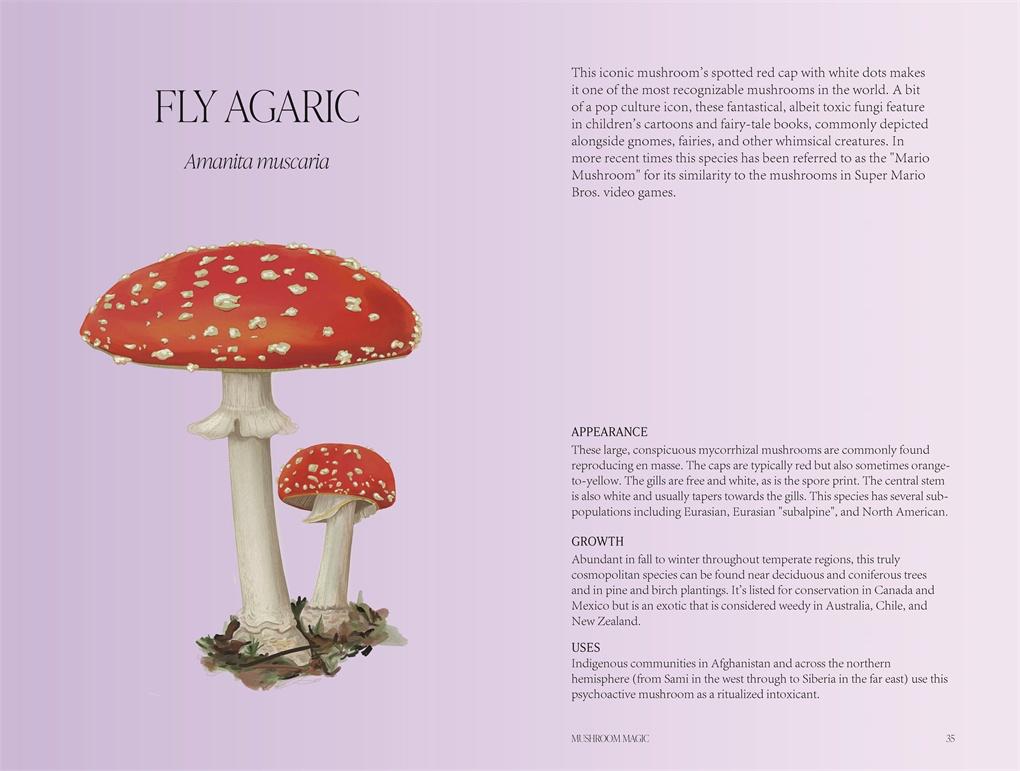 Mushroom Magic: An illustrated introduction to fascinating fungi