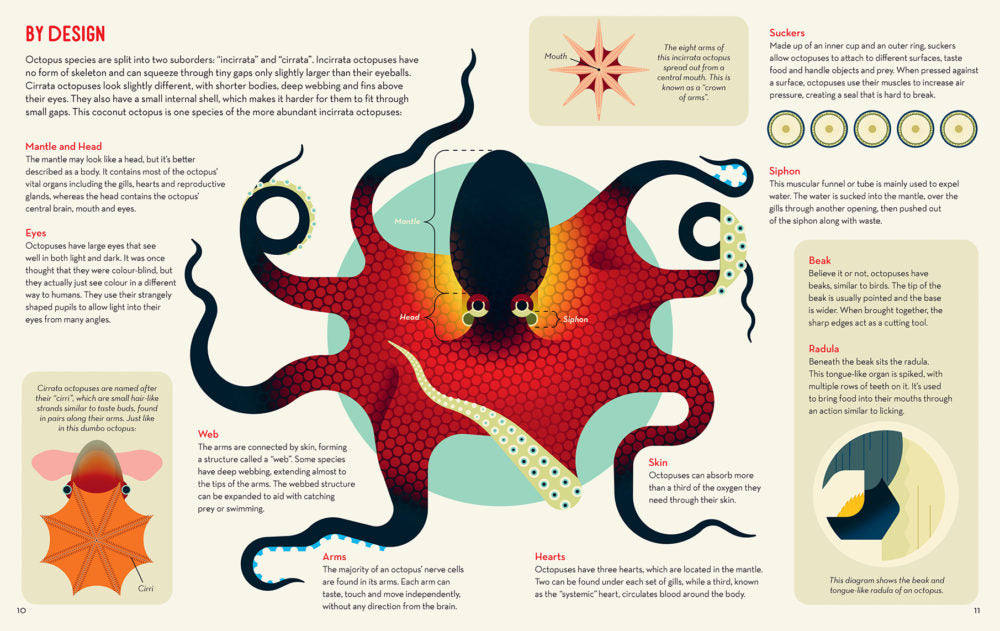 Obsessive About Octopuses