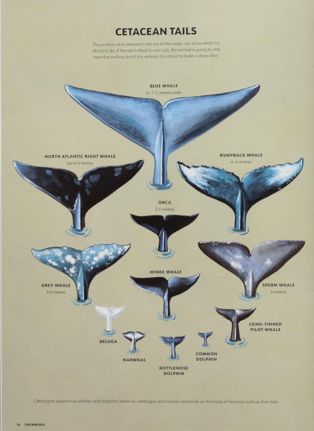 Mysteries of Marine Mammals