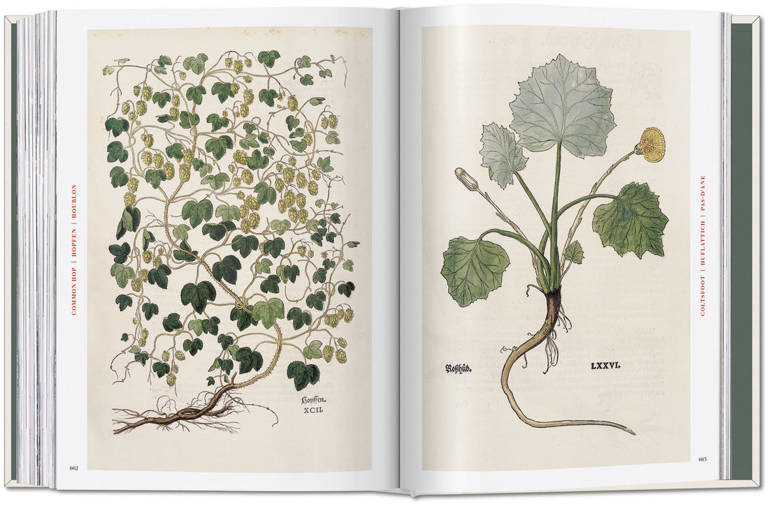The New Herbal - Leonhart Fuchs