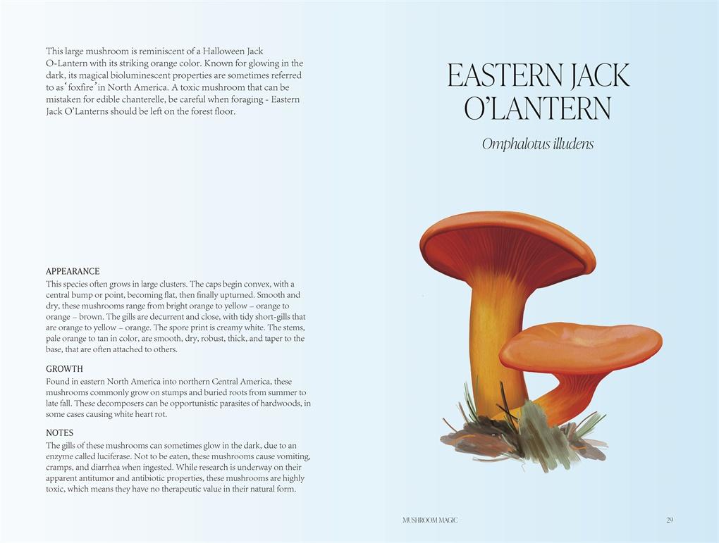 Mushroom Magic: An illustrated introduction to fascinating fungi