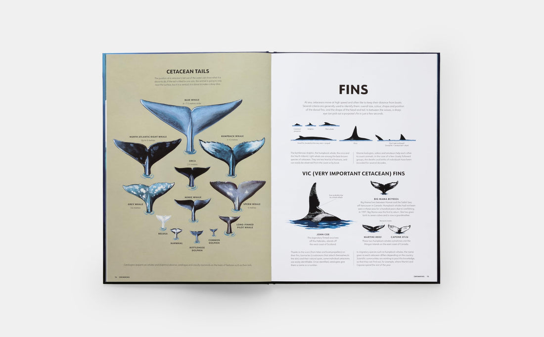 Mysteries of Marine Mammals