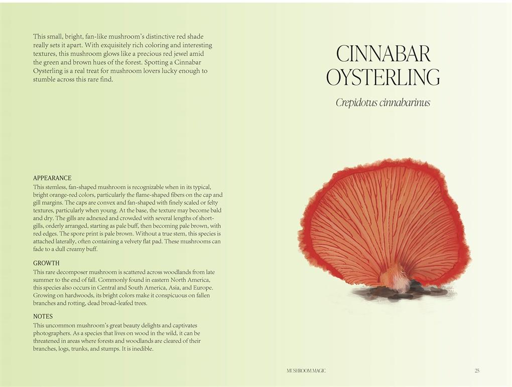 Mushroom Magic: An illustrated introduction to fascinating fungi