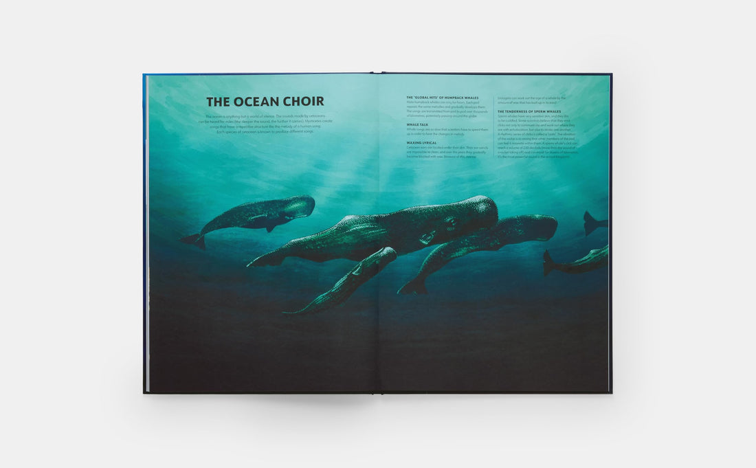 Mysteries of Marine Mammals