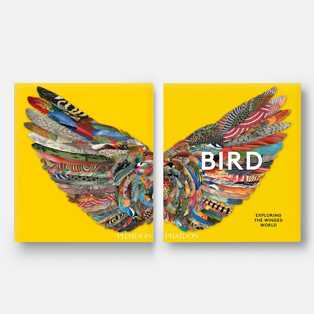 Ptak: Odkrywanie skrzydlatego świata