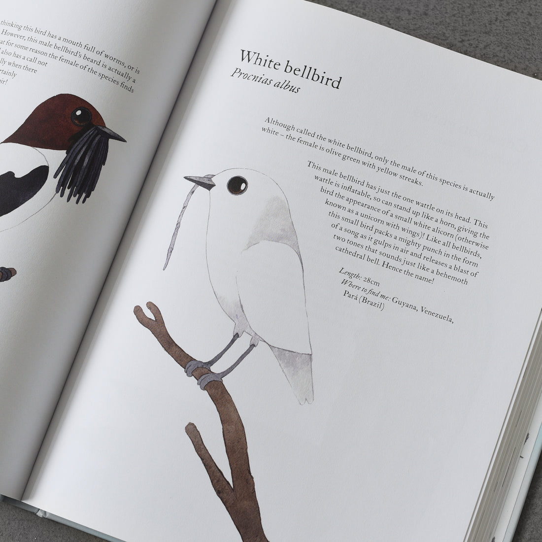 Atlas niesamowitych ptaków – Matt Sewell