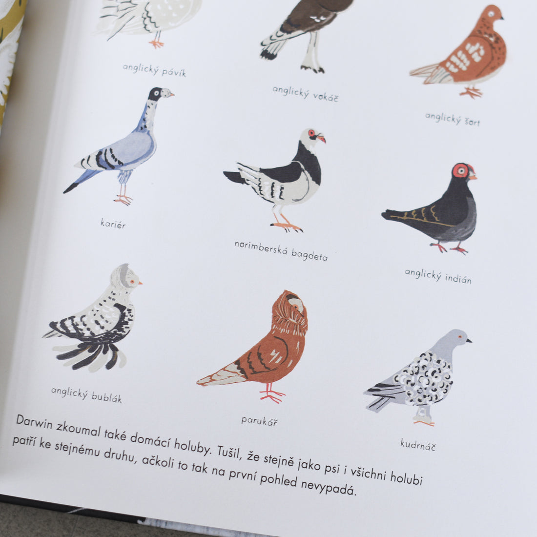 O pochodzeniu gatunków: teoria Darwina