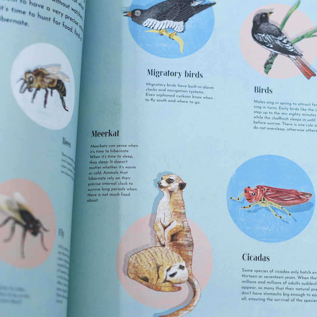 O pochodzeniu gatunków: teoria Darwina
