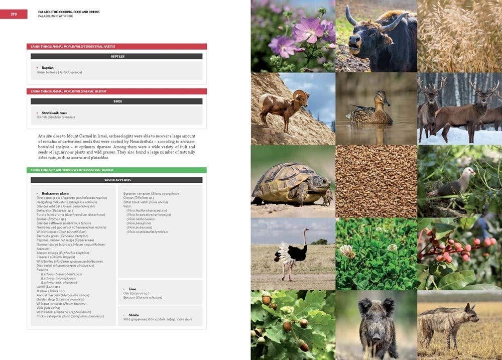 Początki gotowania: gotowanie paleolitu i neolitu Bullipedia