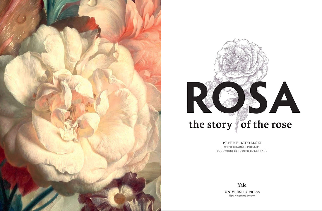 Rosa: Historia róży