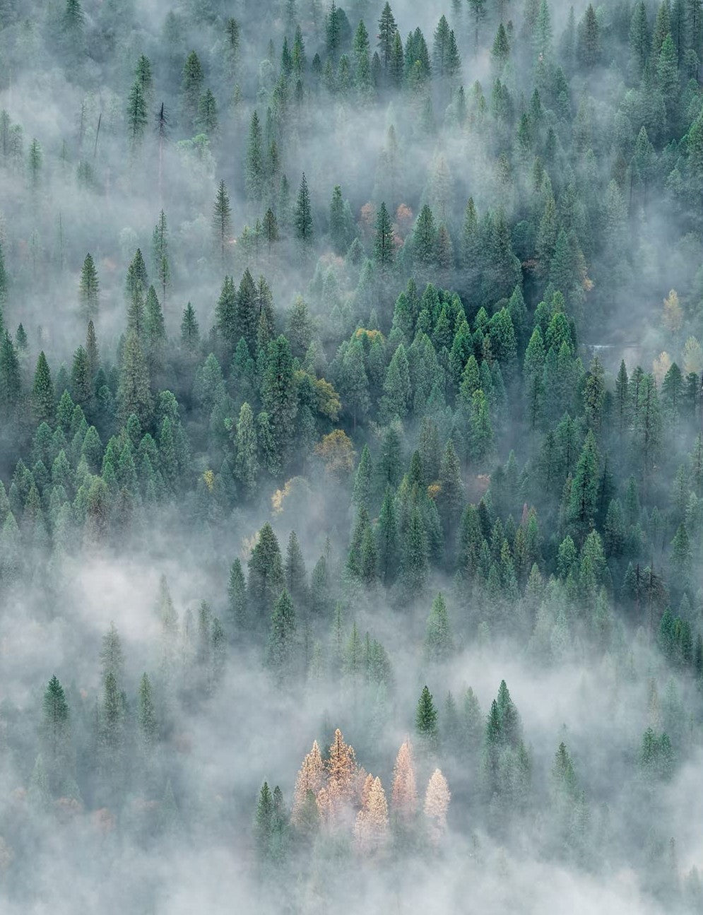 Wild Life: 50 projektów, które odmienią Twoje życie w domu i na świeżym powietrzu