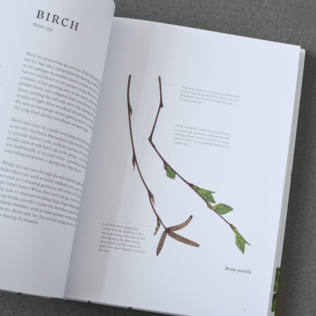 Pasza: Dzikie rośliny do zbierania i jedzenia, Liz Knight, il- Rachel Pedder-Smith HB