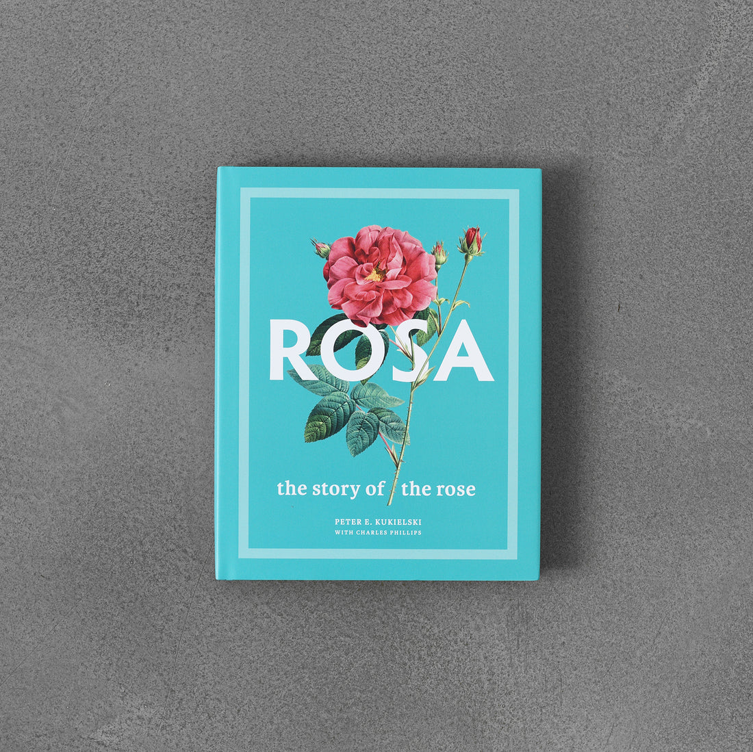 Rosa: Historia róży